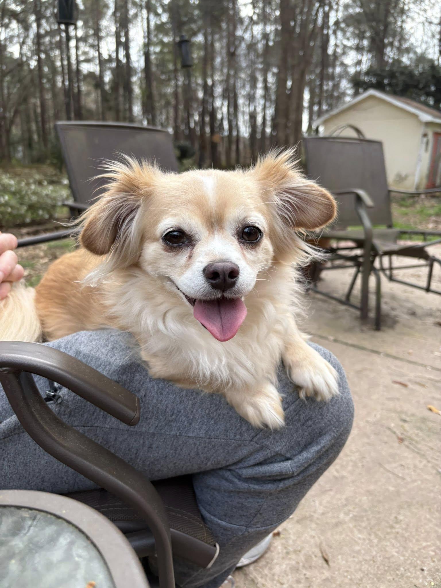Chico, Adoptable, Adult Male Chihuahua.