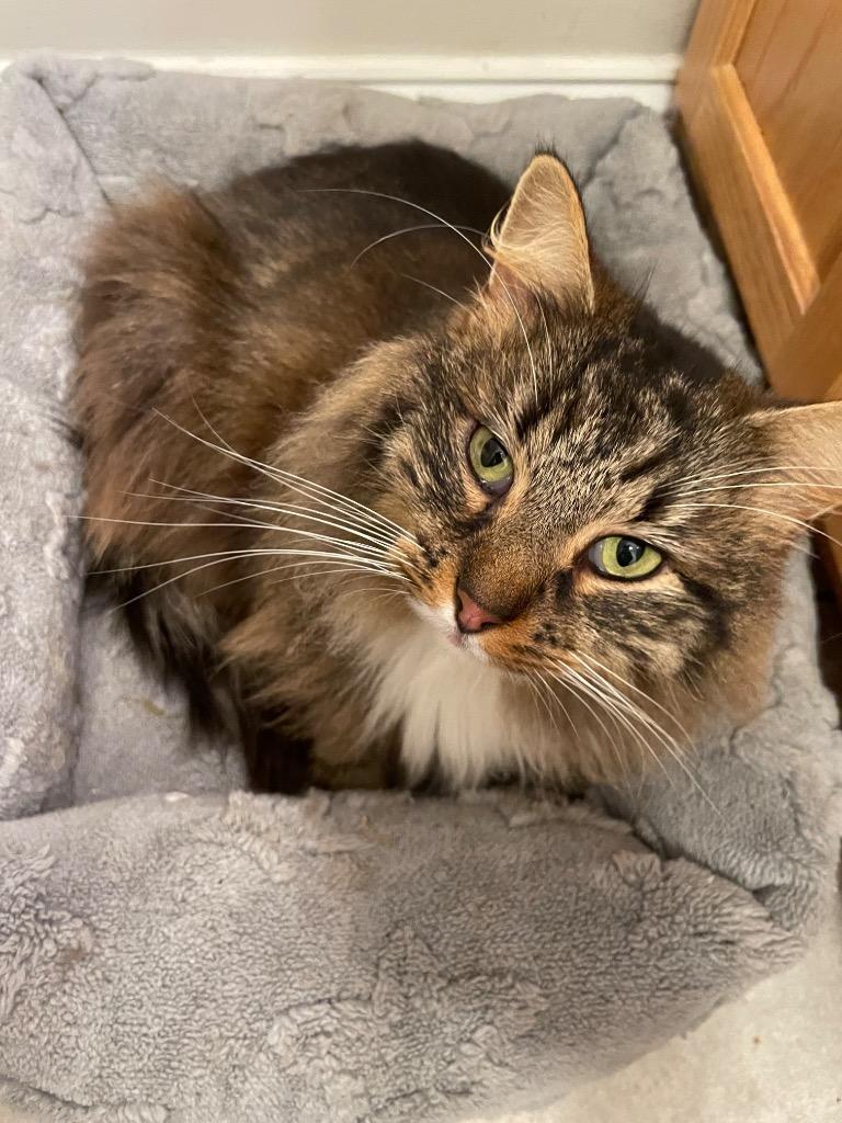 Sa’Line, Adoptable, Adult Female Domestic Long Hair.