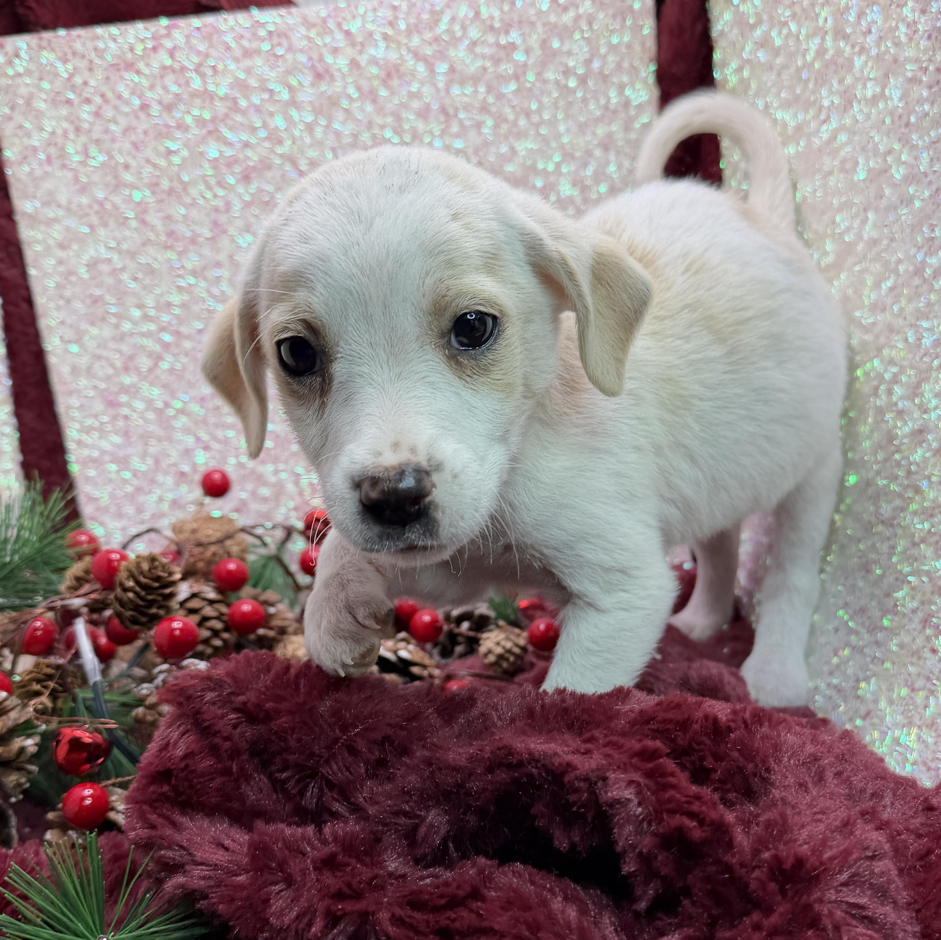 Belle, Adoptable, Puppy Female Labrador Retriever & Cocker Spaniel.