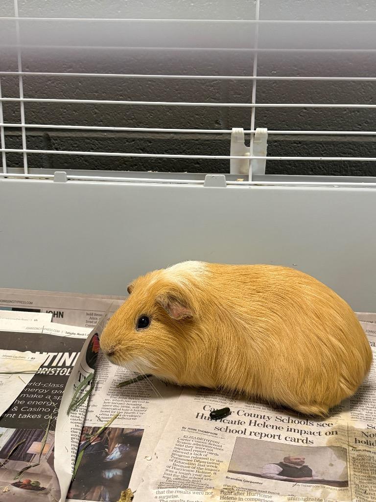 Stitch, Adoptable, Young Male Guinea Pig.