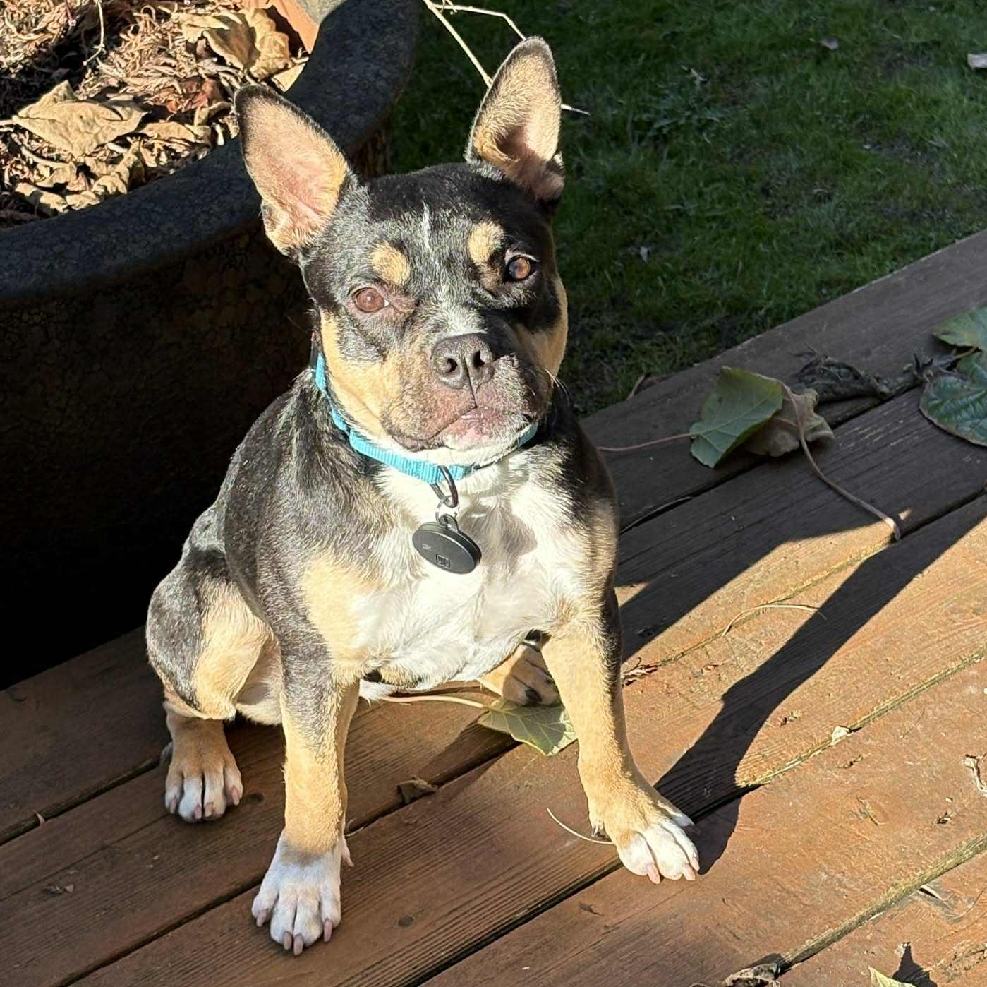 Enlarge Francesca, a ADOPTABLE mixed breed in Bend, OR image 1/5