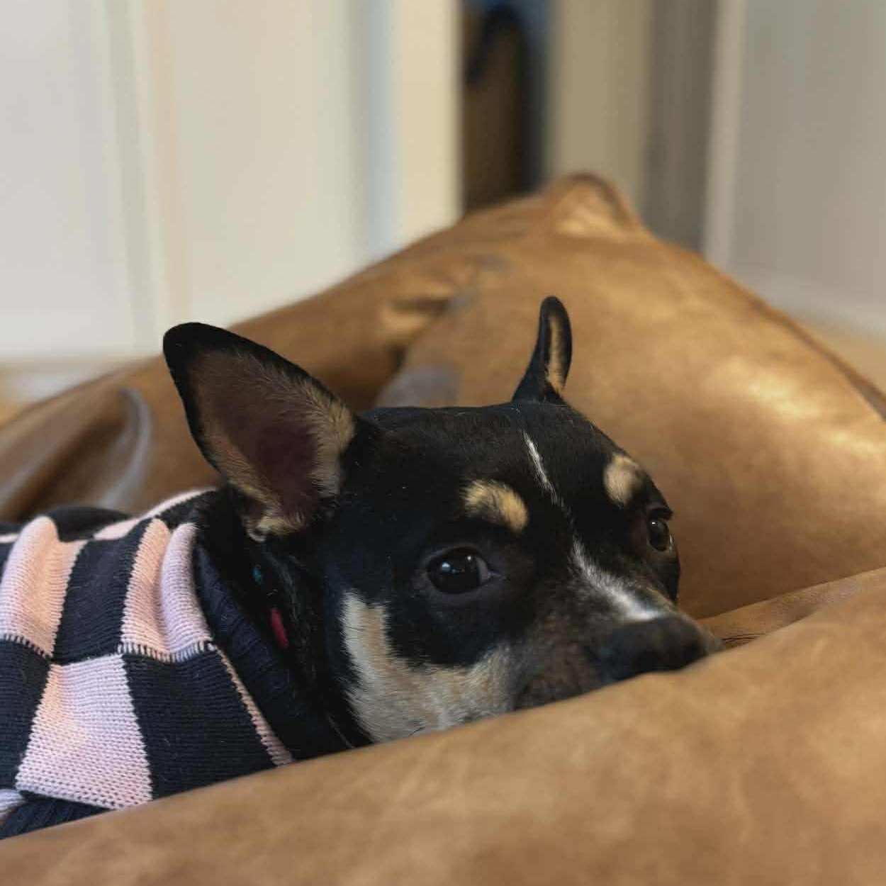 Enlarge Francesca, a ADOPTABLE mixed breed in Bend, OR image 4/5