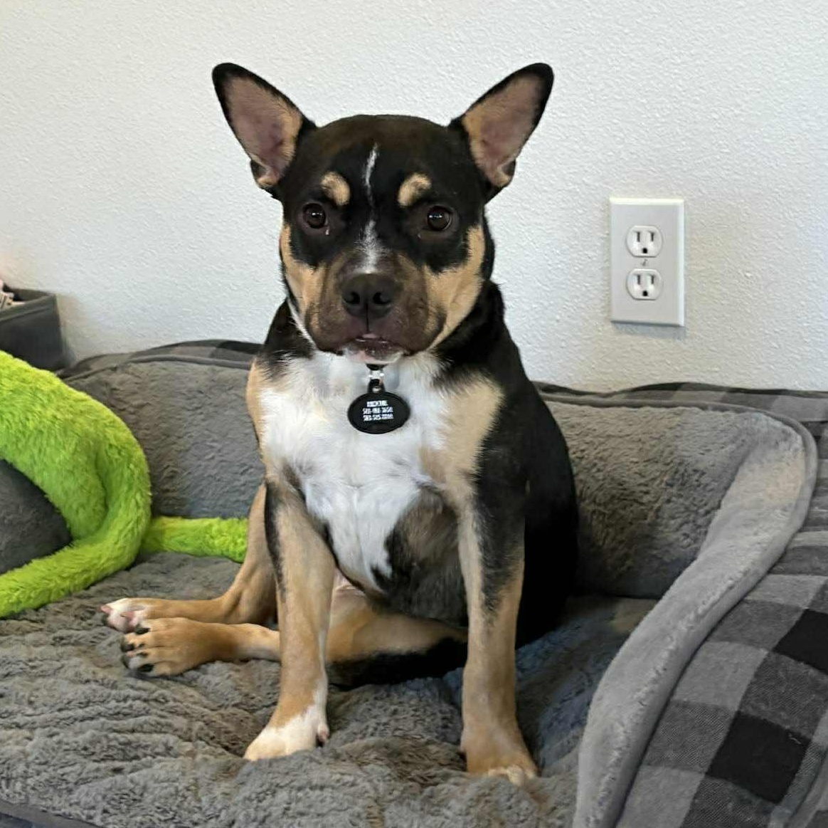 Enlarge Francesca, a ADOPTABLE mixed breed in Bend, OR image 5/5