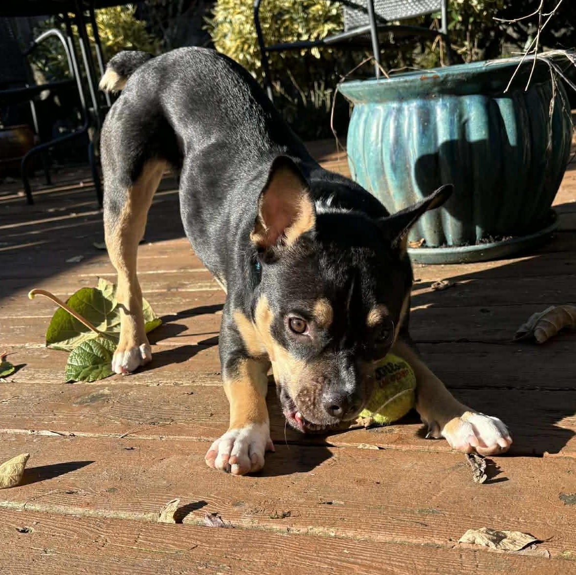 Enlarge Francesca, a ADOPTABLE mixed breed in Bend, OR image 3/5