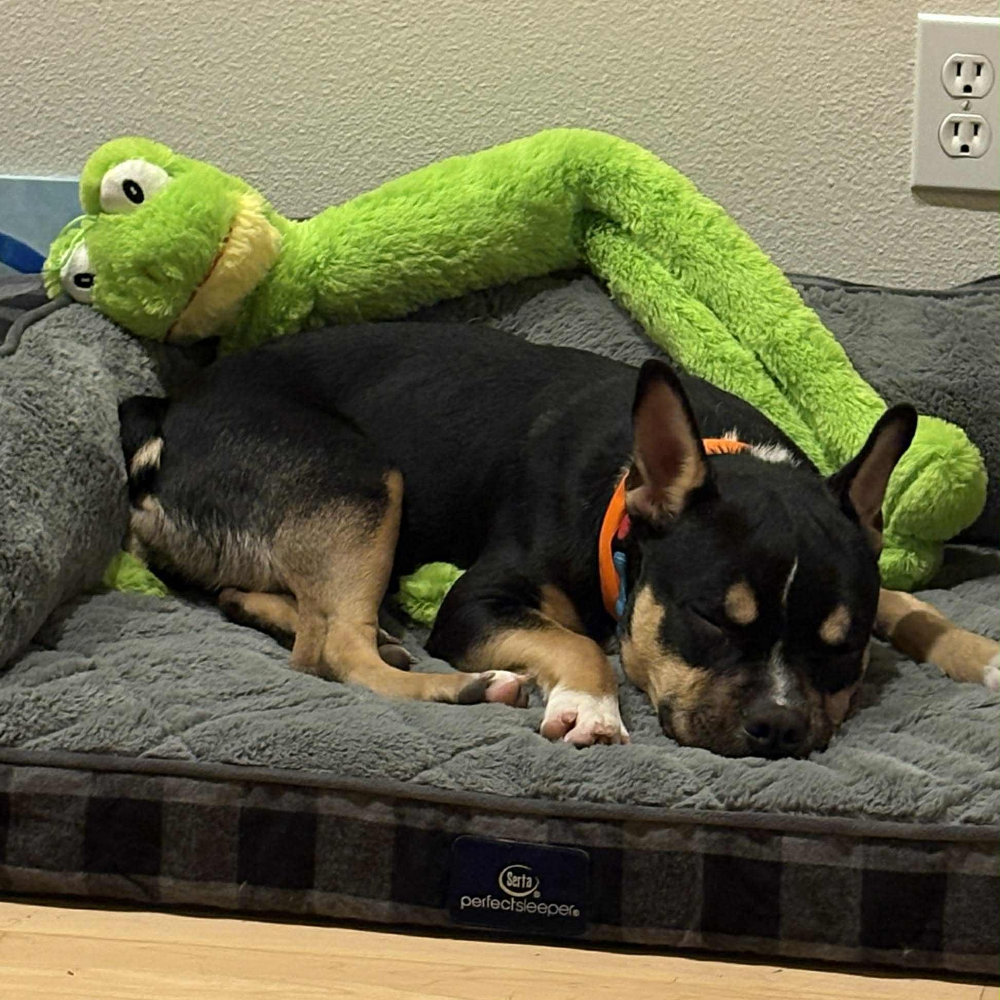 Enlarge Francesca, a ADOPTABLE mixed breed in Bend, OR image 2/5