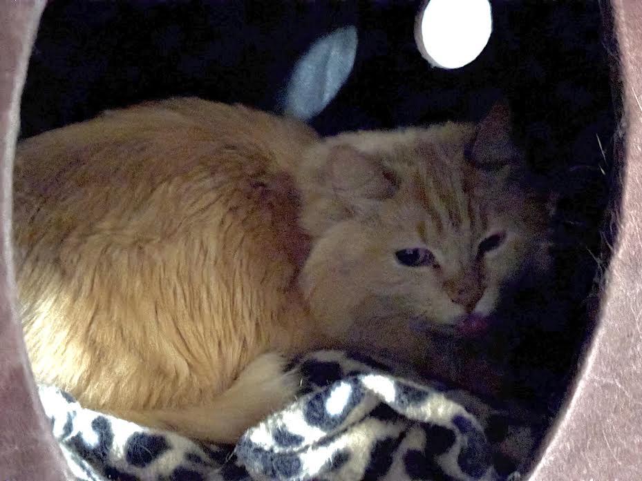 Boo, adopted, Adult Female Domestic Long Hair.