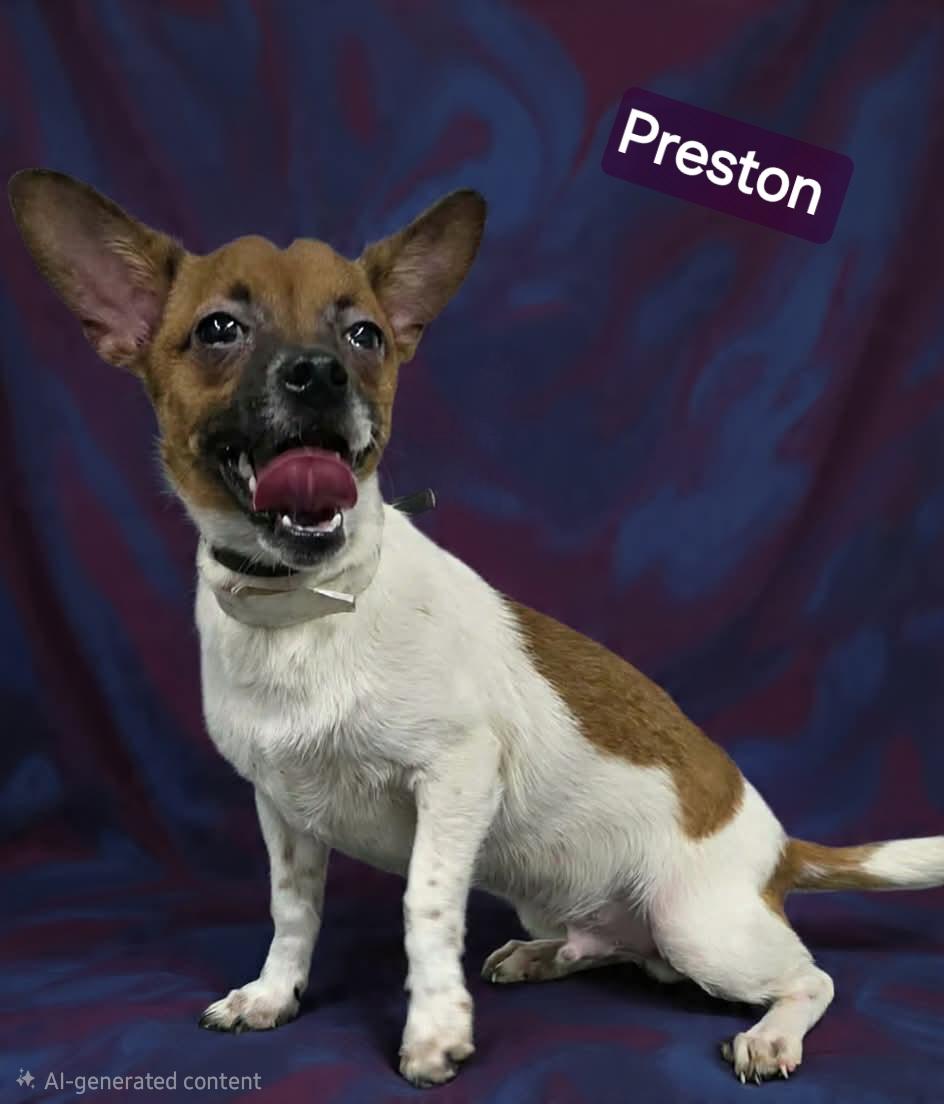 Enlarge Preston, a ADOPTABLE mixed breed in Wheelersburg, OH image 1/1