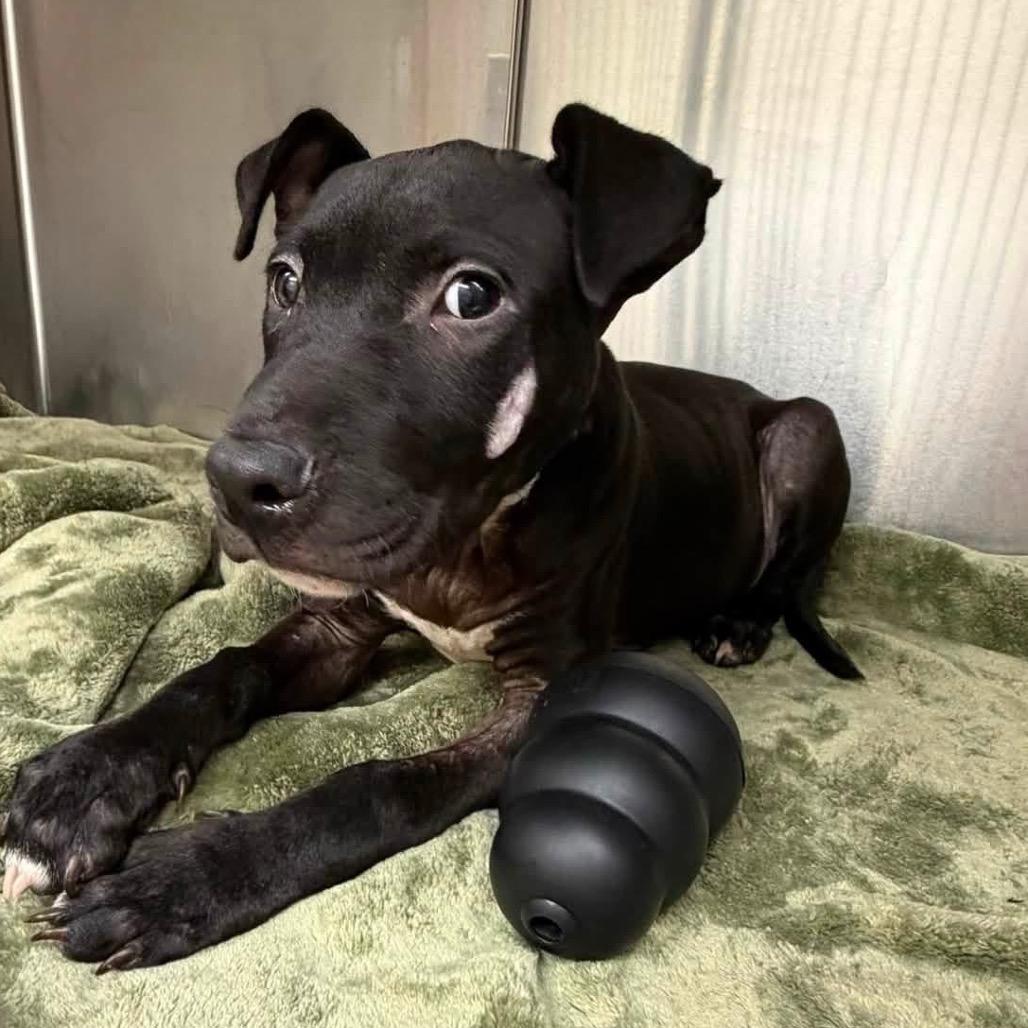 Monie, Adoptable, Puppy Male Labrador Retriever & Mixed Breed.