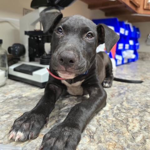 Monie, a Adoptable mixed breed in West Point, MS image 2/2