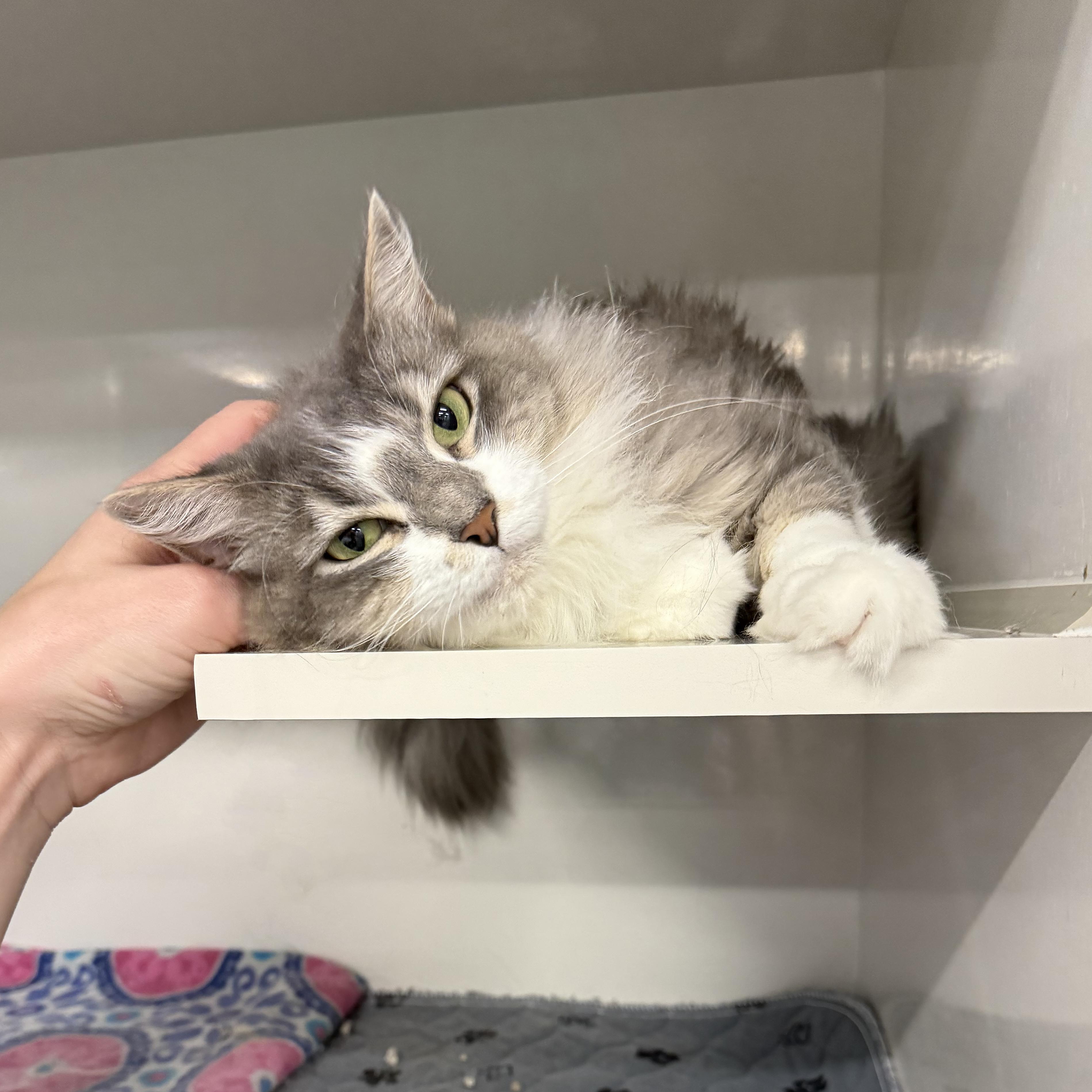 Enlarge Freya, a Adoptable Domestic Long Hair in Walnut Creek, CA image 2/4