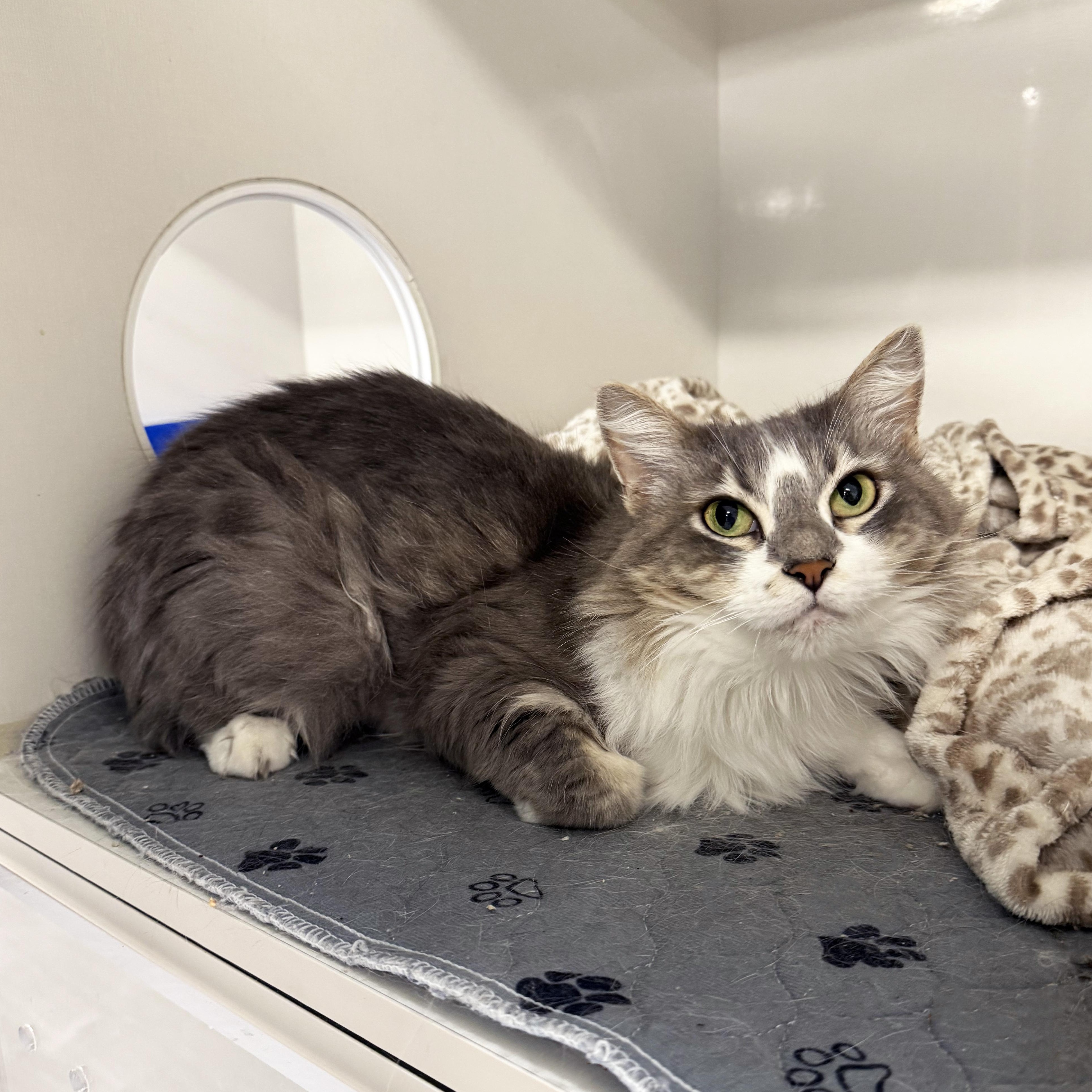 Enlarge Freya, a Adoptable Domestic Long Hair in Walnut Creek, CA image 3/4