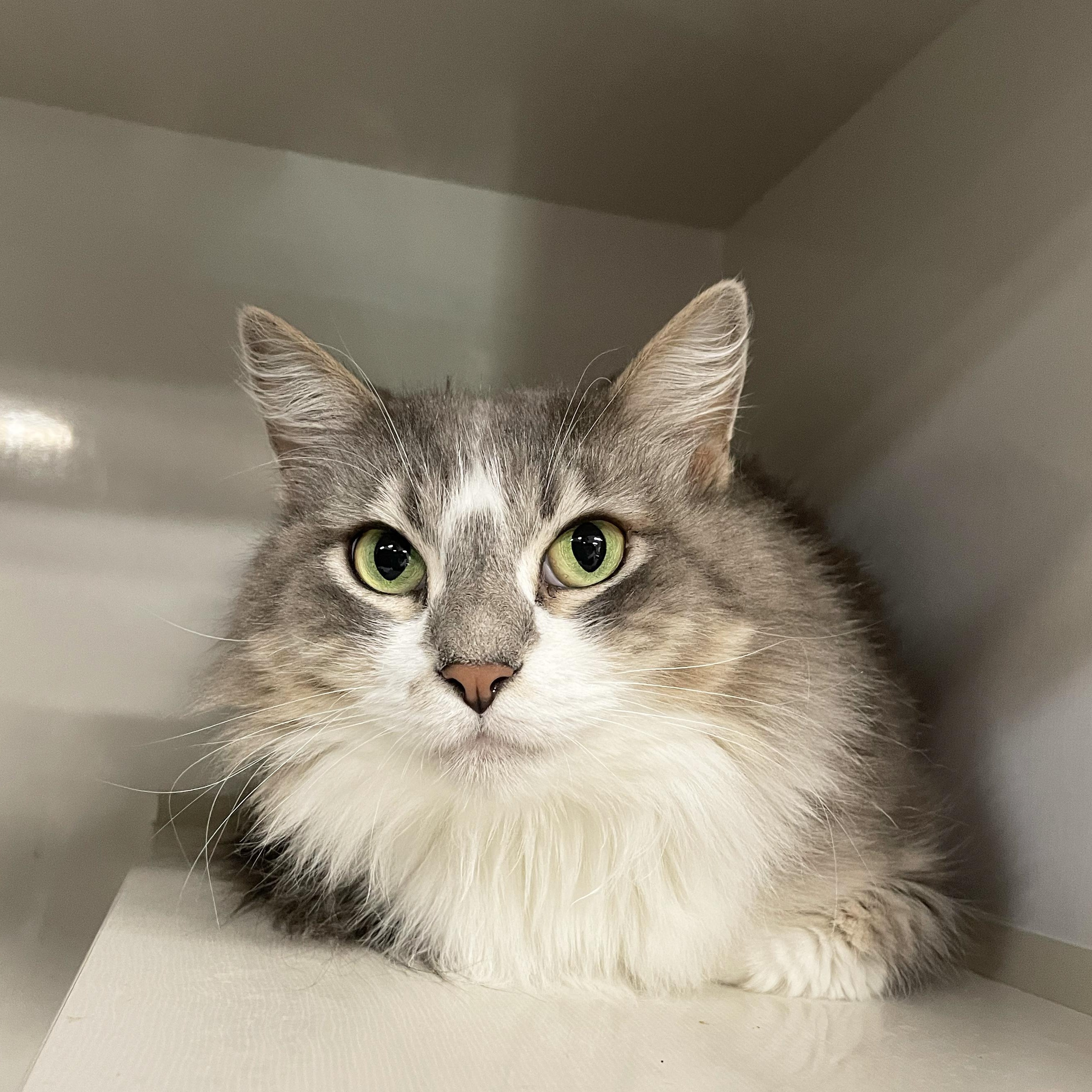 Enlarge Freya, a Adoptable Domestic Long Hair in Walnut Creek, CA image 4/4