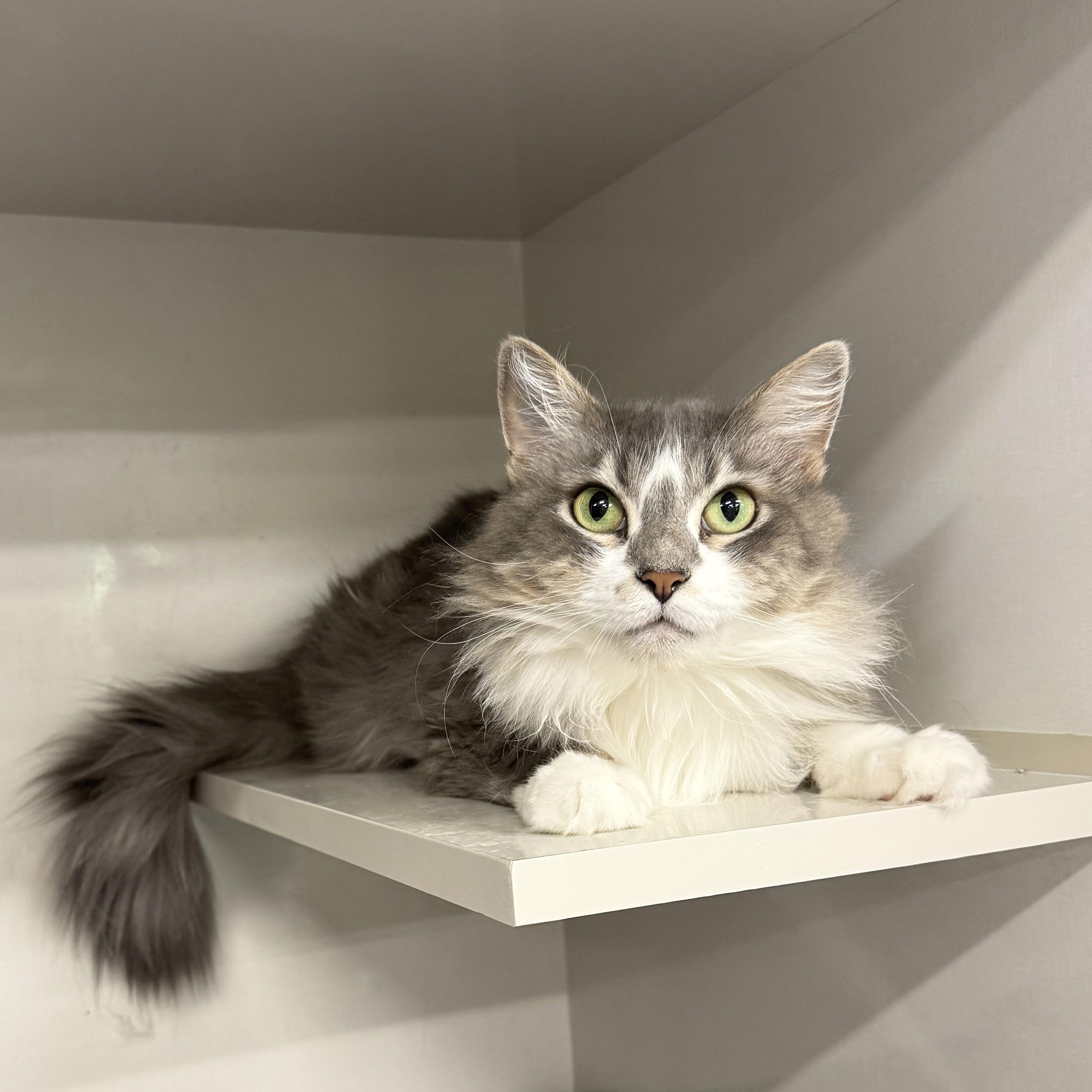 Freya, Adoptable, Adult Female Domestic Long Hair.