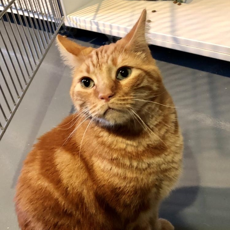 Leo, an adopted Manx in Lodi, CA image 2/3