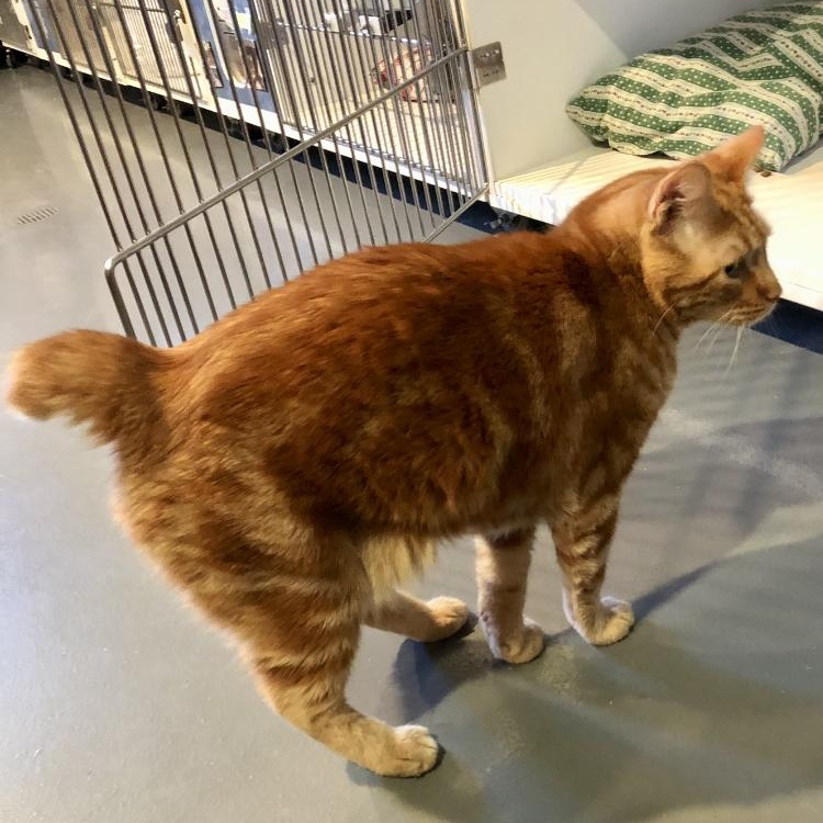 Leo, an adopted Manx in Lodi, CA image 3/3