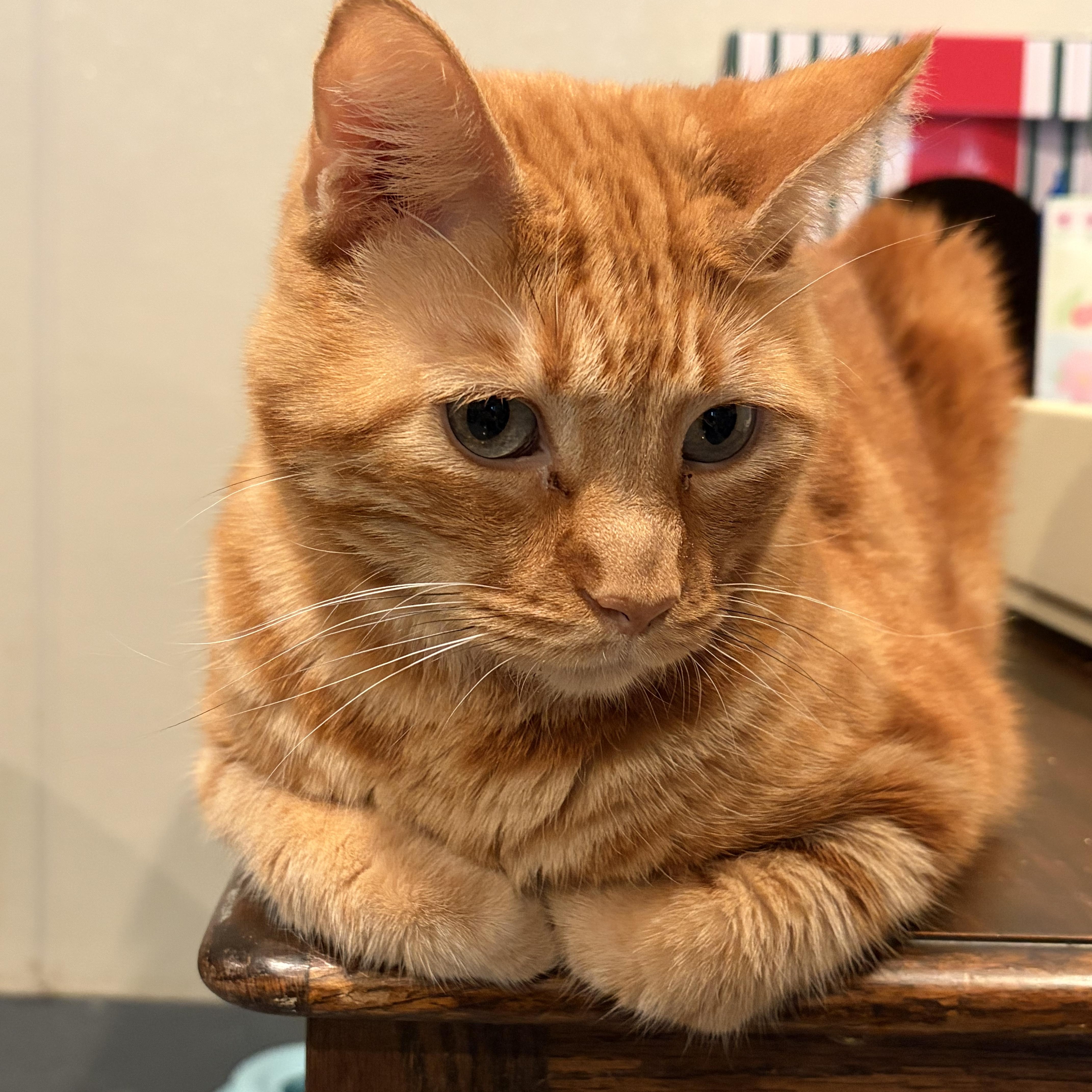Leo, adopted, Young Male Manx.