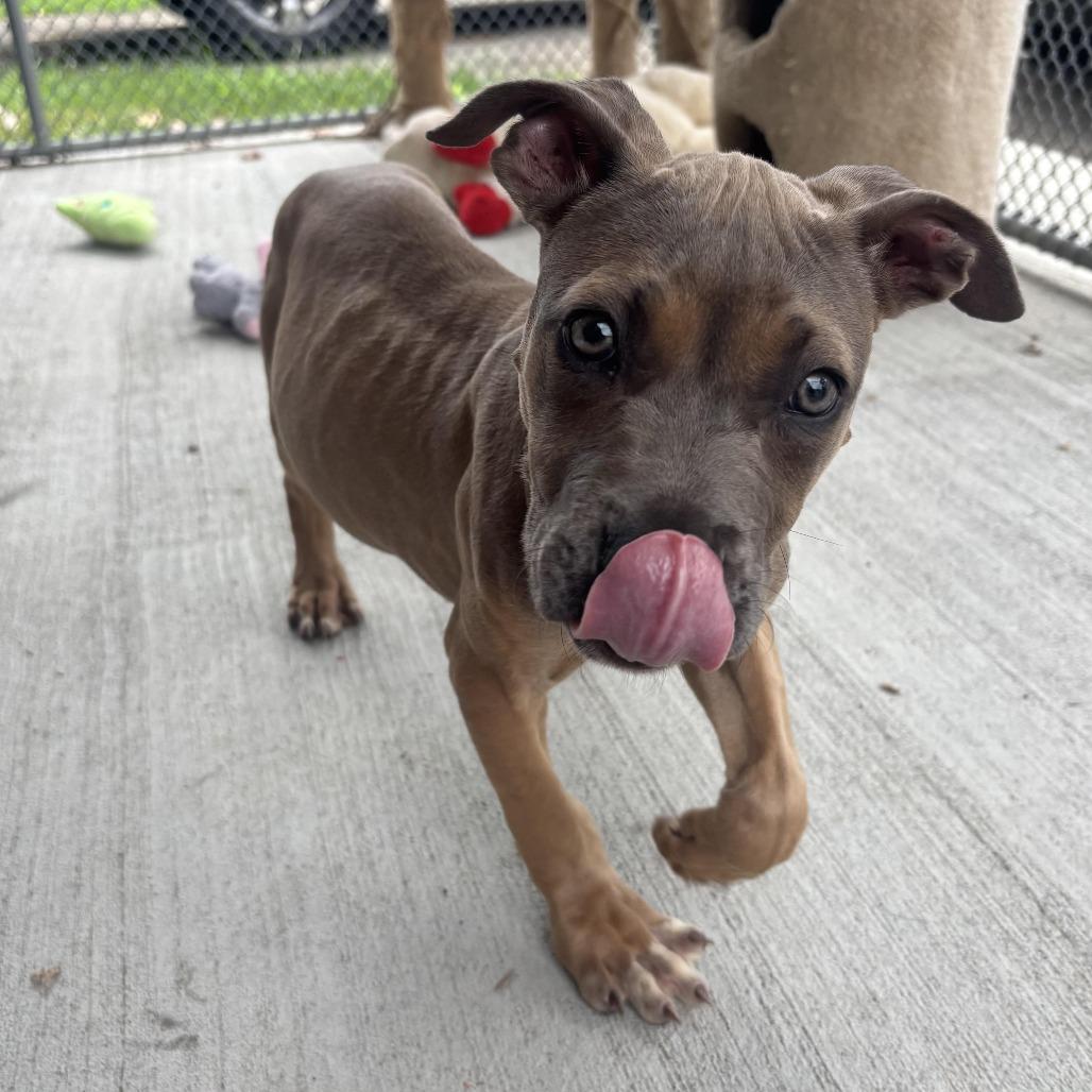 Axel, Adoptable, Puppy Male Pit Bull Terrier & Mixed Breed.