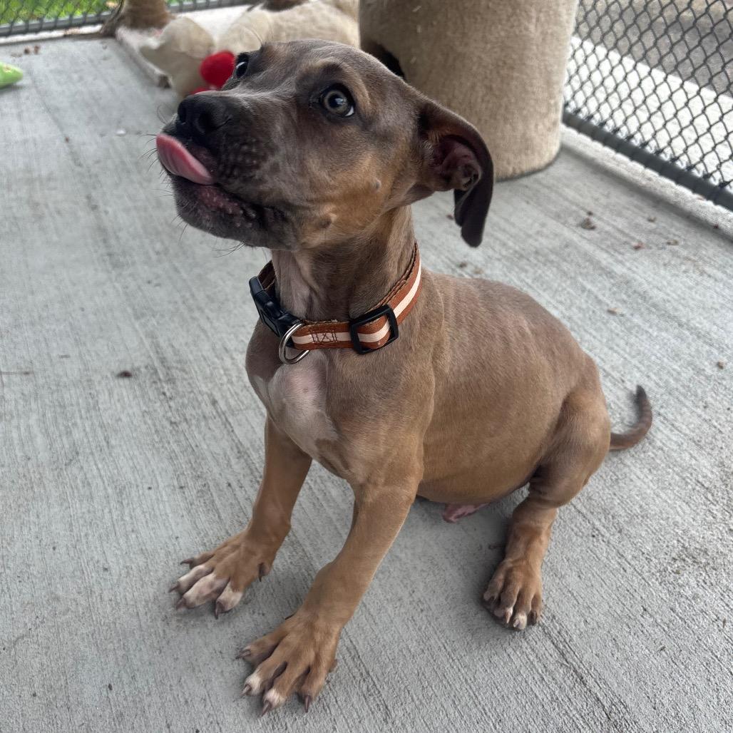 Enlarge Axel, a Adoptable mixed breed in Waynesburg, PA image 2/6