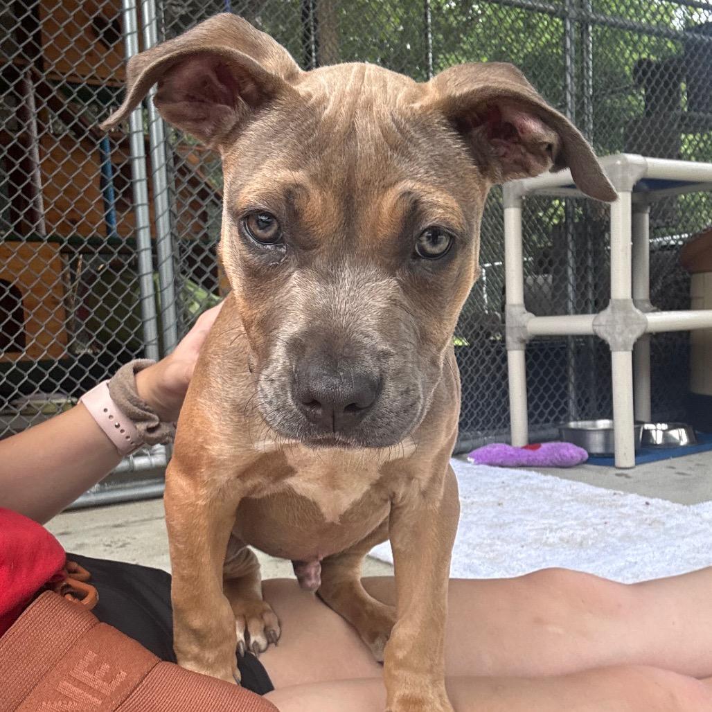 Enlarge Axel, a Adoptable mixed breed in Waynesburg, PA image 3/6