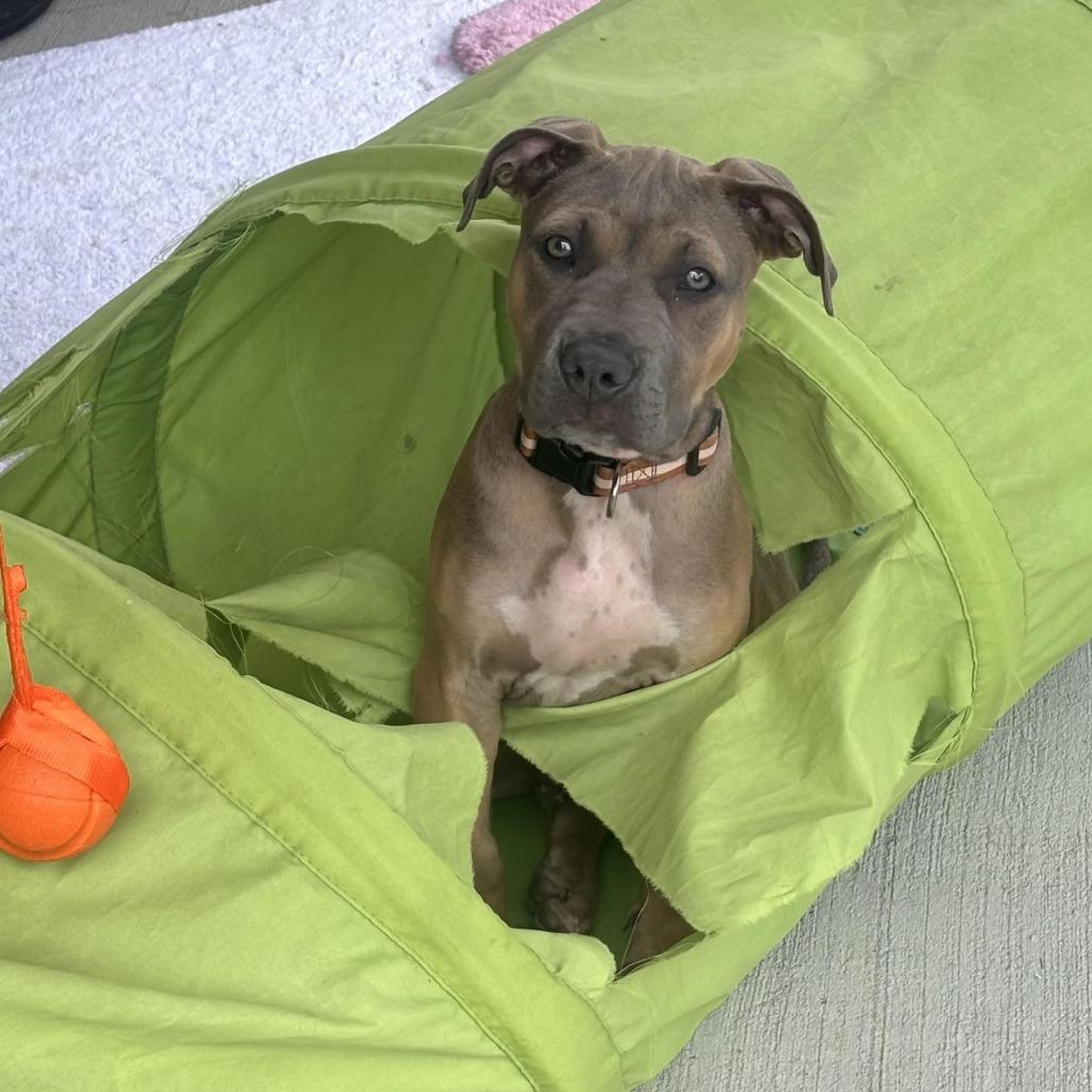 Enlarge Axel, a Adoptable mixed breed in Waynesburg, PA image 4/6