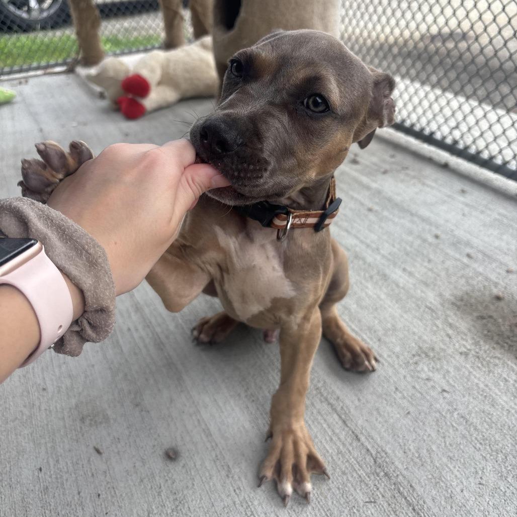 Enlarge Axel, a Adoptable mixed breed in Waynesburg, PA image 5/6