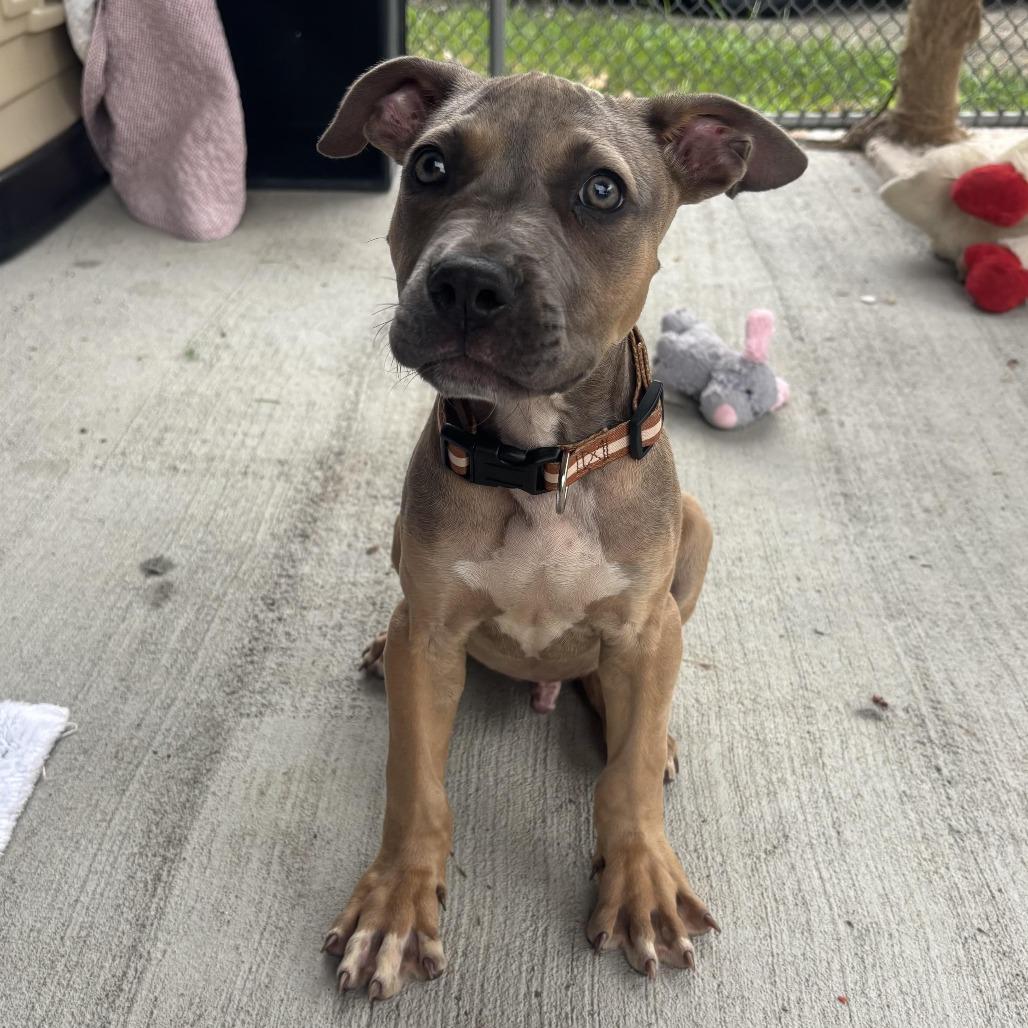 Enlarge Axel, a Adoptable mixed breed in Waynesburg, PA image 6/6