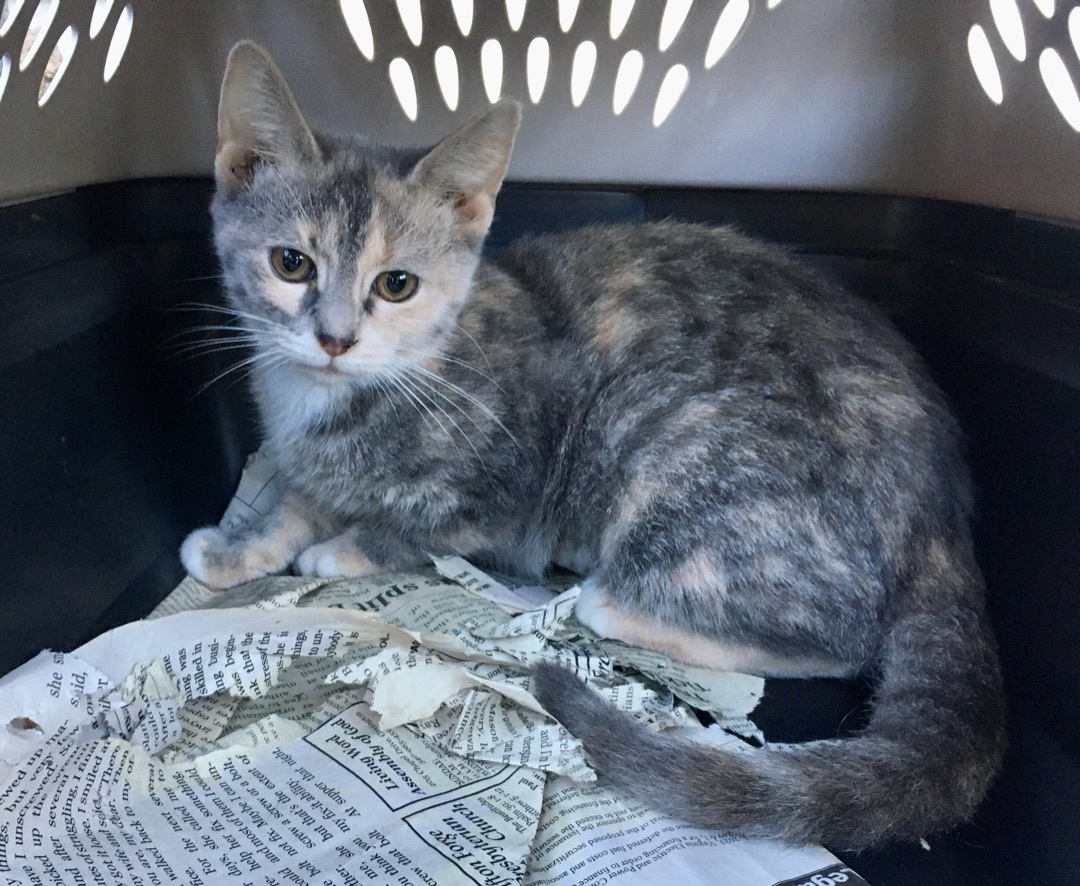 Enlarge Allium, a Adoptable Domestic Short Hair in Stuart, VA image 1/1