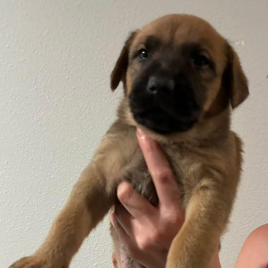 Enlarge Lainey Wilson, a Adopted mixed breed in Houston, TX image 4/4
