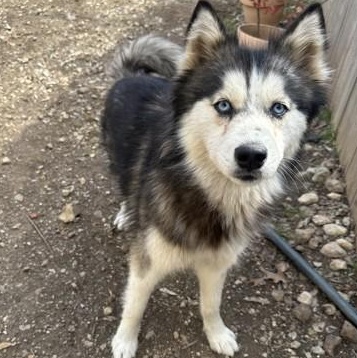Enlarge Raven, a ADOPTABLE mixed breed in Converse, TX image 1/1