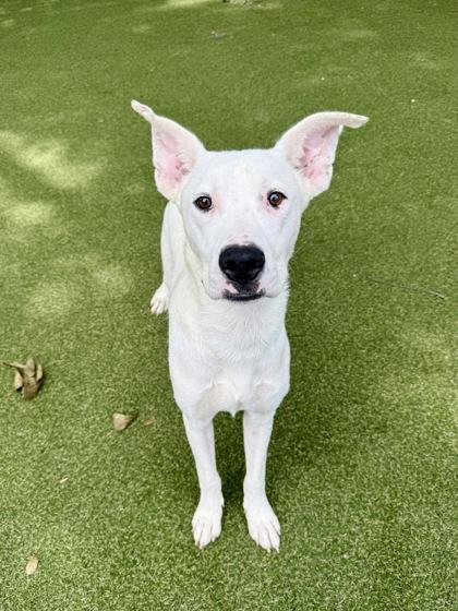 Sam, Adoptable, Young Male Terrier & Mixed Breed.