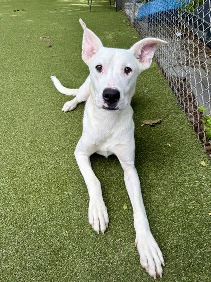 Sam, a Adoptable mixed breed in Picayune, MS image 2/3