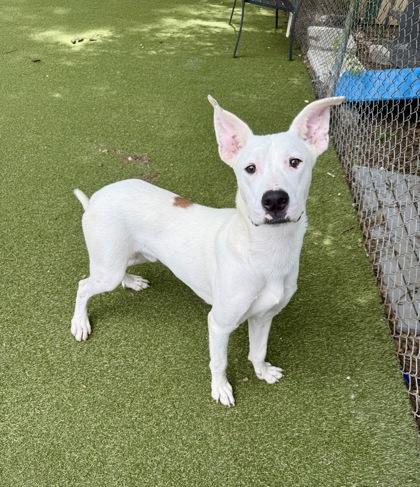Sam, a Adoptable mixed breed in Picayune, MS image 3/3