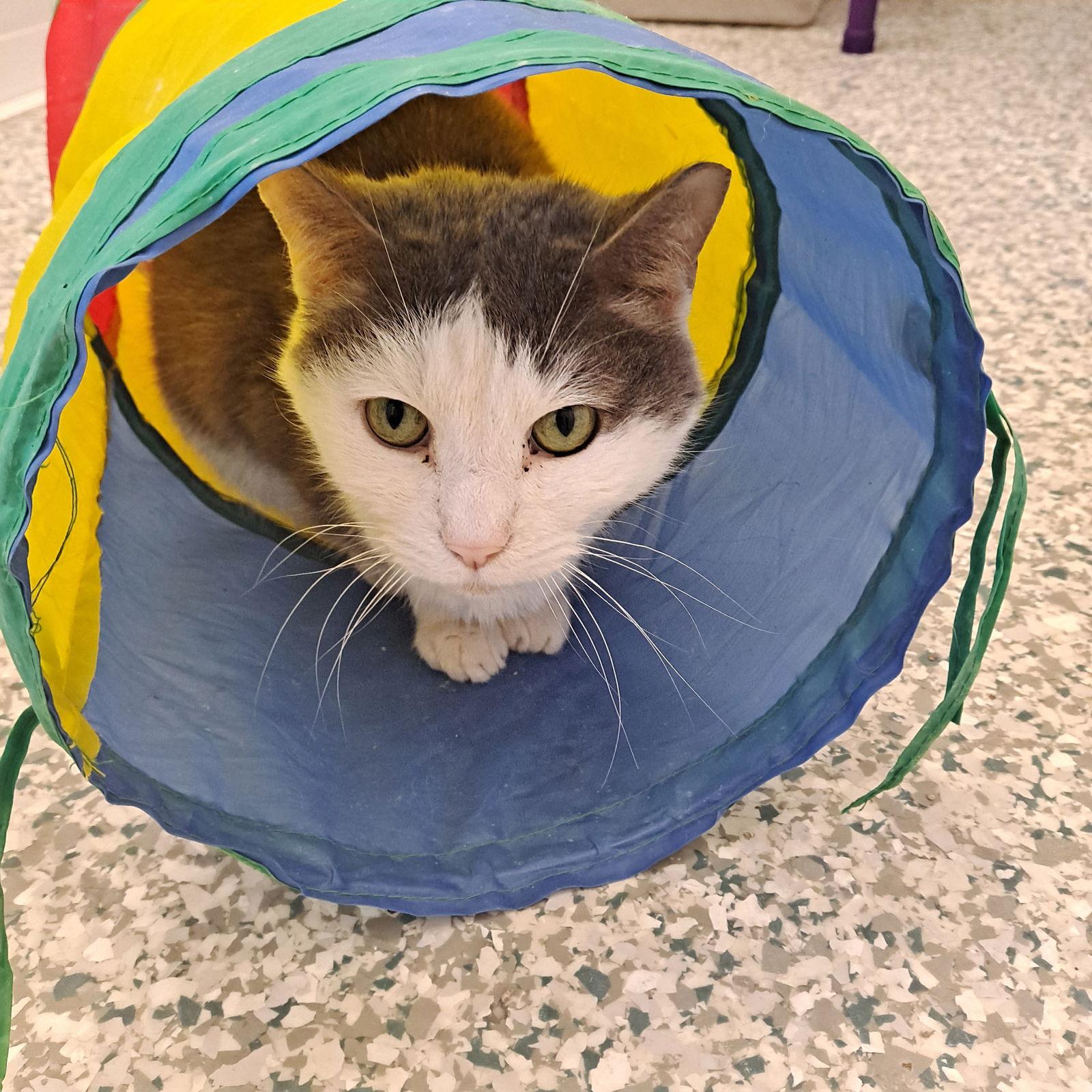 Hissofer, Adoptable, Adult Male Domestic Short Hair.