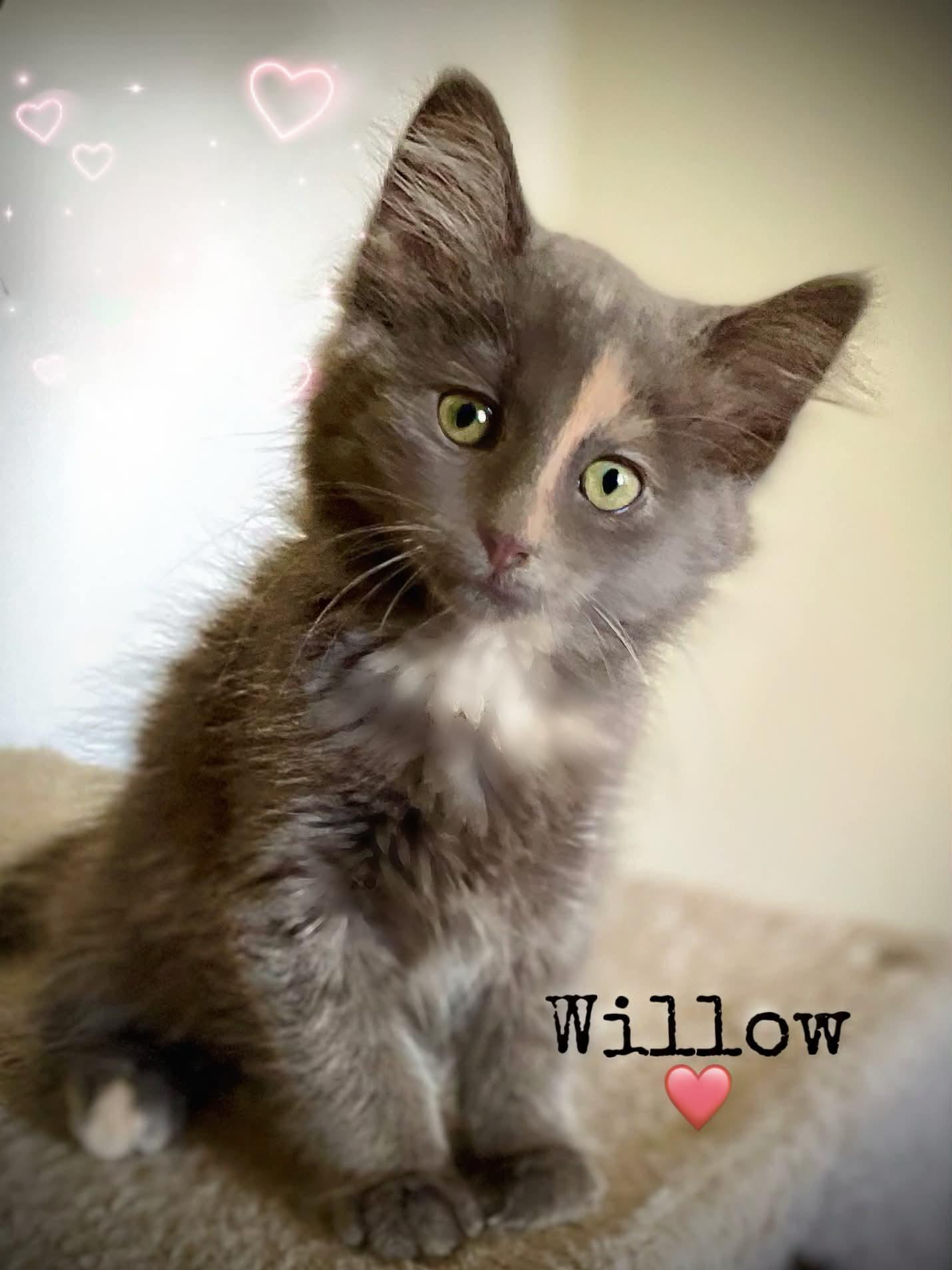 Enlarge Willow, a Adopted mixed breed in Dansville, NY image 1/1