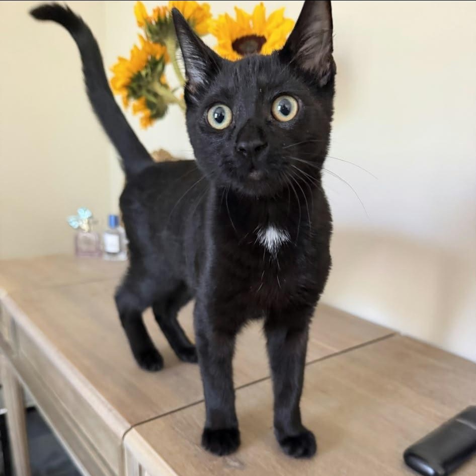 Enlarge Salem, a Adoptable Domestic Short Hair in Acworth, GA image 2/6