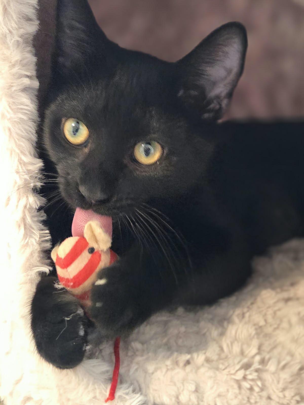 Salem, Adoptable, Kitten Male Domestic Short Hair.