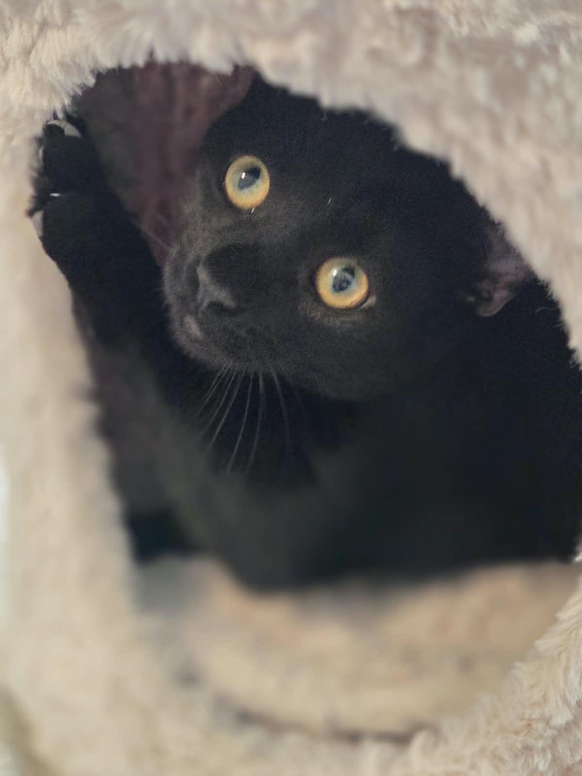 Enlarge Salem, a Adoptable Domestic Short Hair in Acworth, GA image 3/6