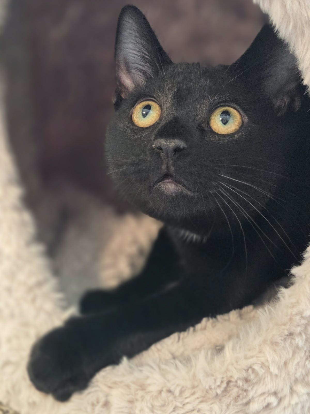 Enlarge Salem, a Adoptable Domestic Short Hair in Acworth, GA image 4/6