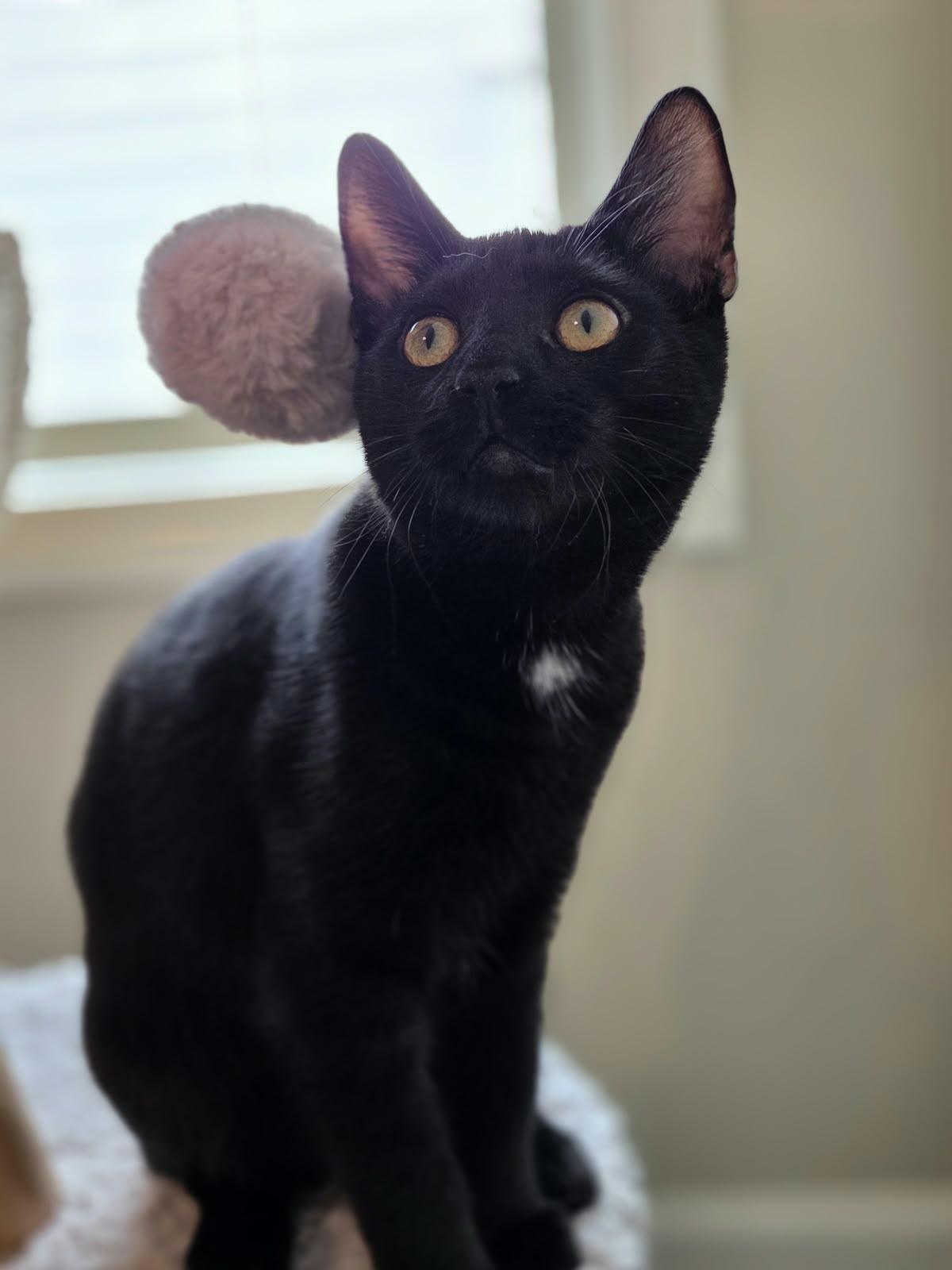Enlarge Salem, a Adoptable Domestic Short Hair in Acworth, GA image 6/6