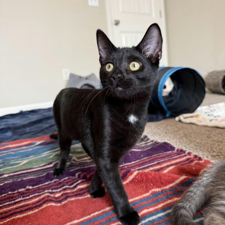 Enlarge Salem, a Adoptable Domestic Short Hair in Acworth, GA image 5/6