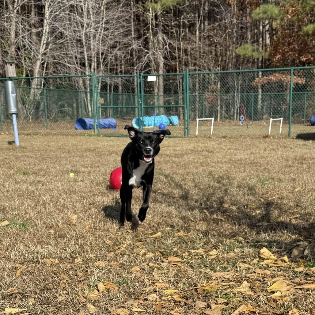 Enlarge Chad (Khaos), a Adoptable mixed breed in Gloucester, VA image 1/3