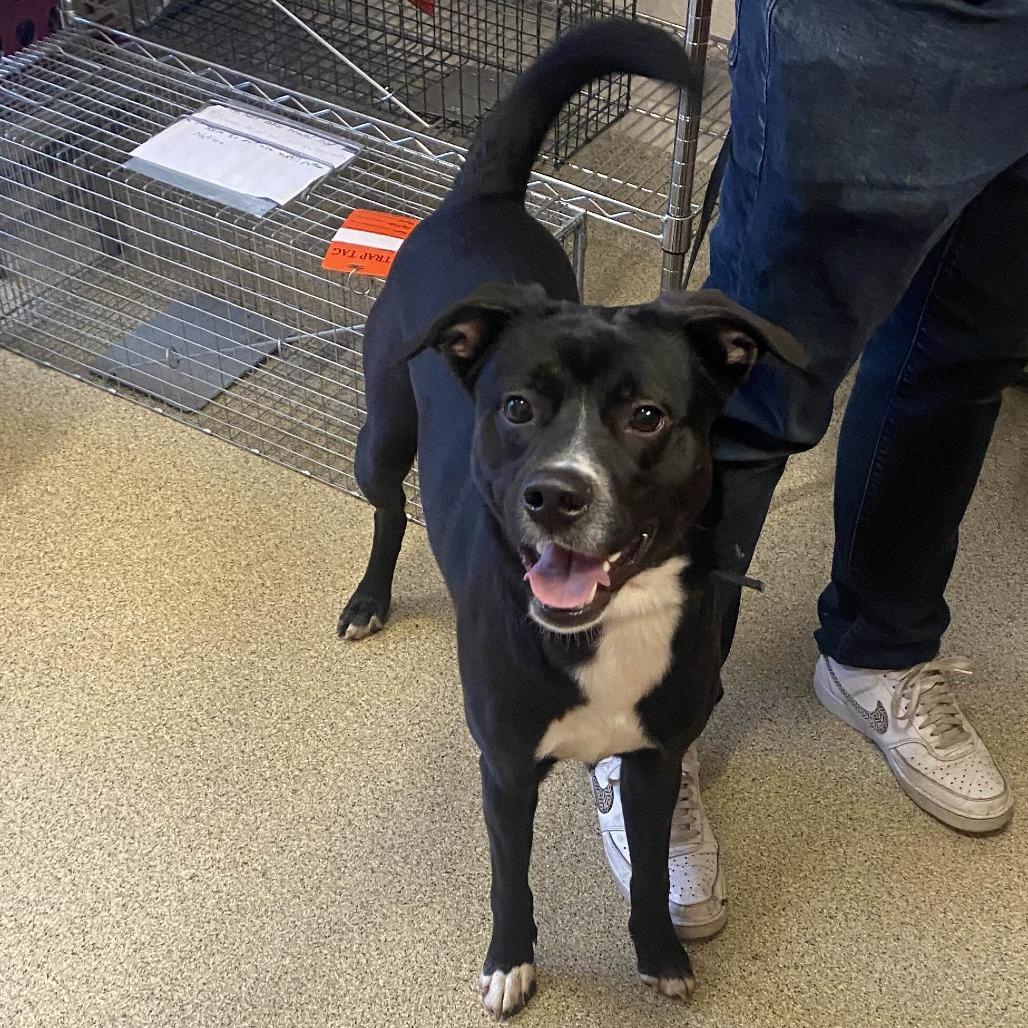 Enlarge Chad (Khaos), a Adoptable mixed breed in Gloucester, VA image 2/3