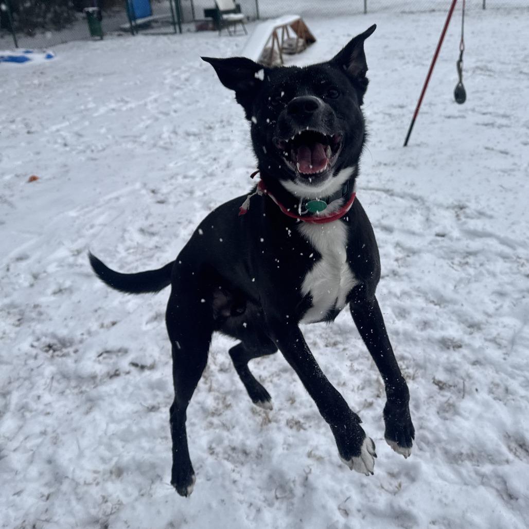 Enlarge Chad (Khaos), a Adoptable mixed breed in Gloucester, VA image 3/6