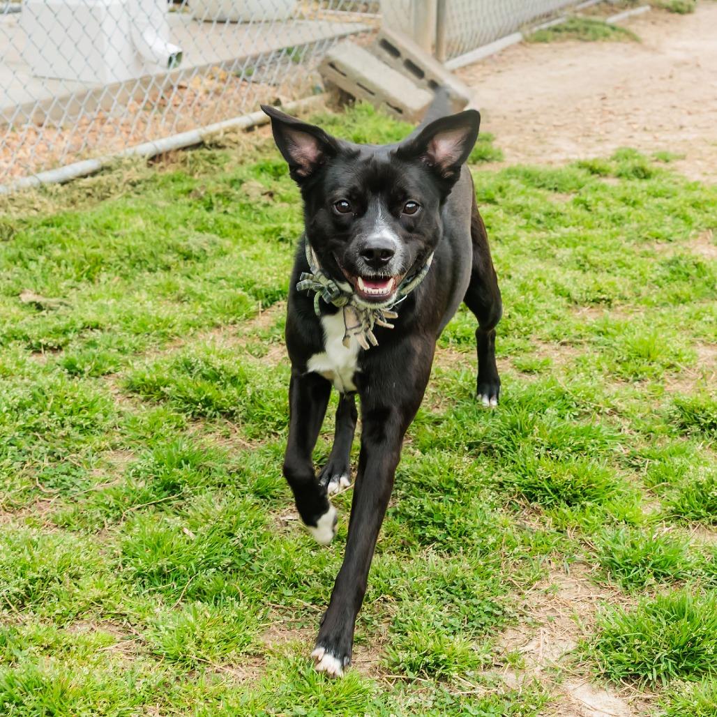 Enlarge Chad (Khaos), a Adoptable mixed breed in Gloucester, VA image 4/6