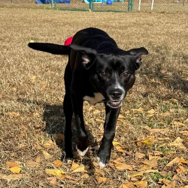 Enlarge Chad (Khaos), a Adoptable mixed breed in Gloucester, VA image 3/3