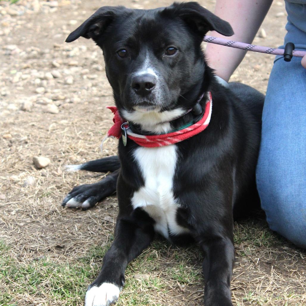 Enlarge Chad (Khaos), a Adoptable mixed breed in Gloucester, VA image 5/6
