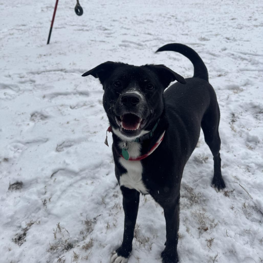 Enlarge Chad (Khaos), a Adoptable mixed breed in Gloucester, VA image 6/6