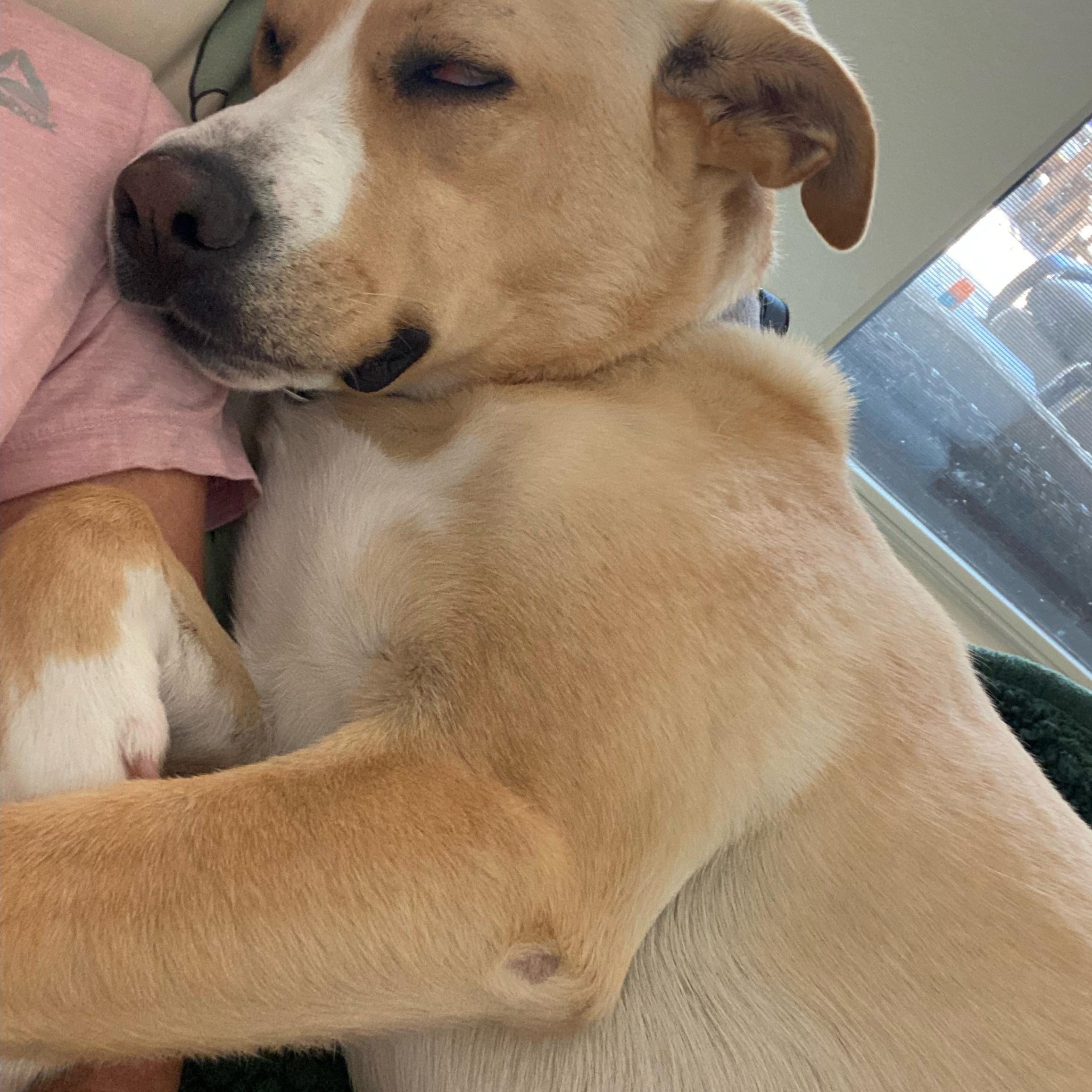 Enlarge Evie, a Adoptable mixed breed in Jefferson , LA image 4/5