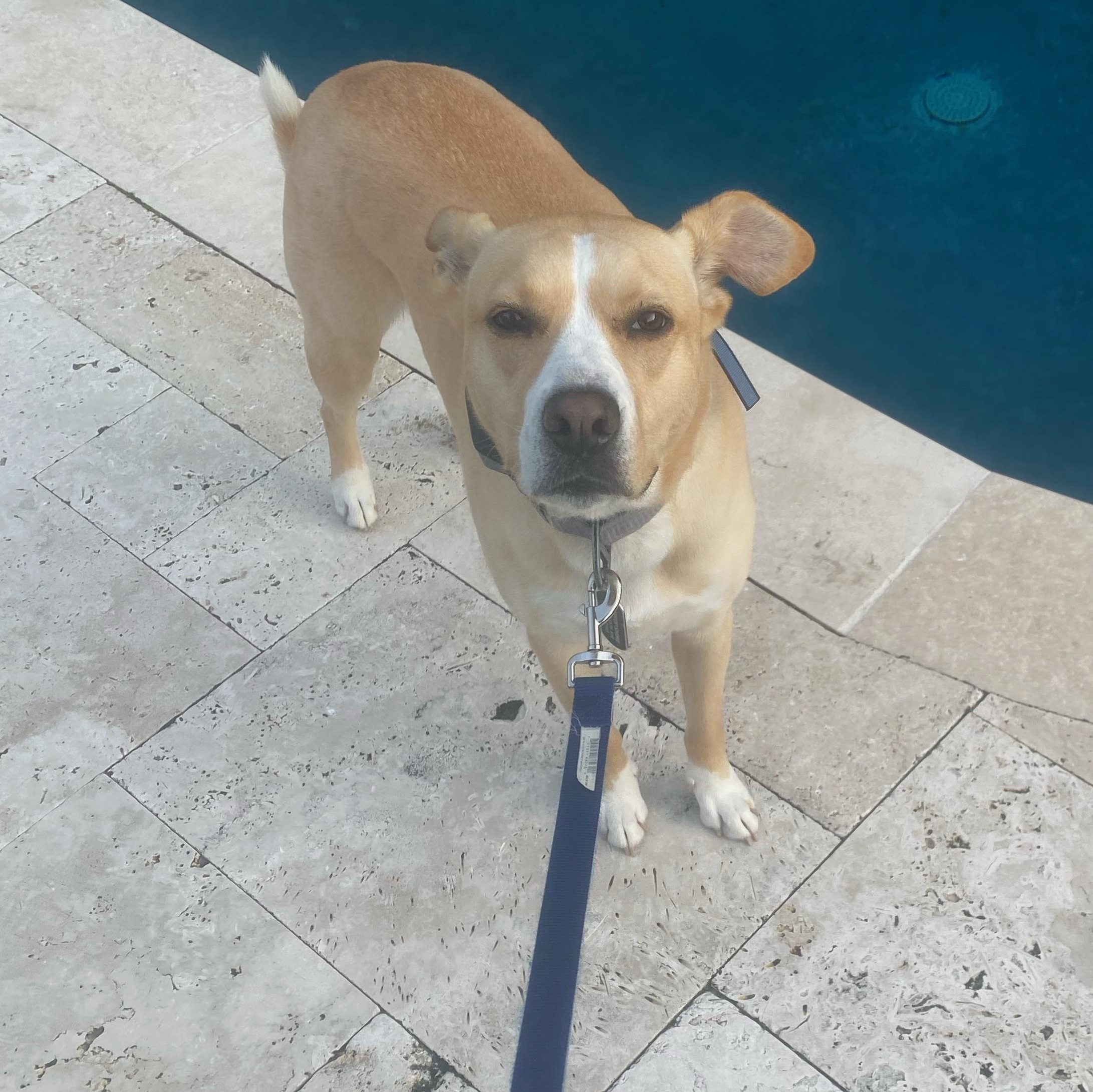 Enlarge Evie, a Adoptable mixed breed in Jefferson , LA image 2/5