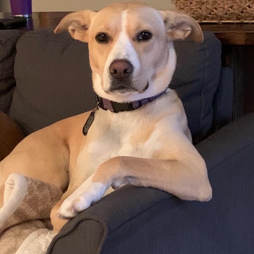 Enlarge Evie, a Adoptable mixed breed in Jefferson , LA image 1/5